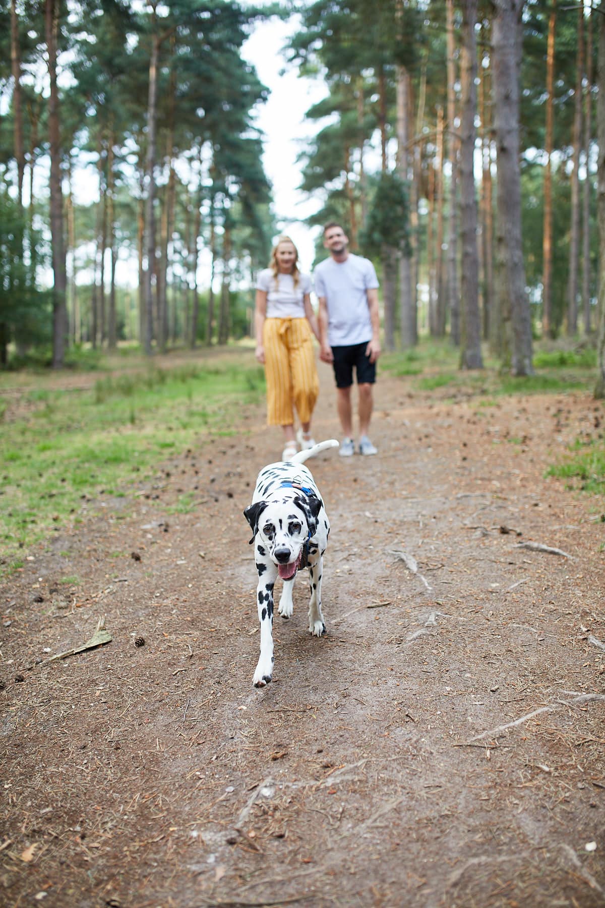 a dog walks towards the camera on an engagement shoot in Woodhall Spa